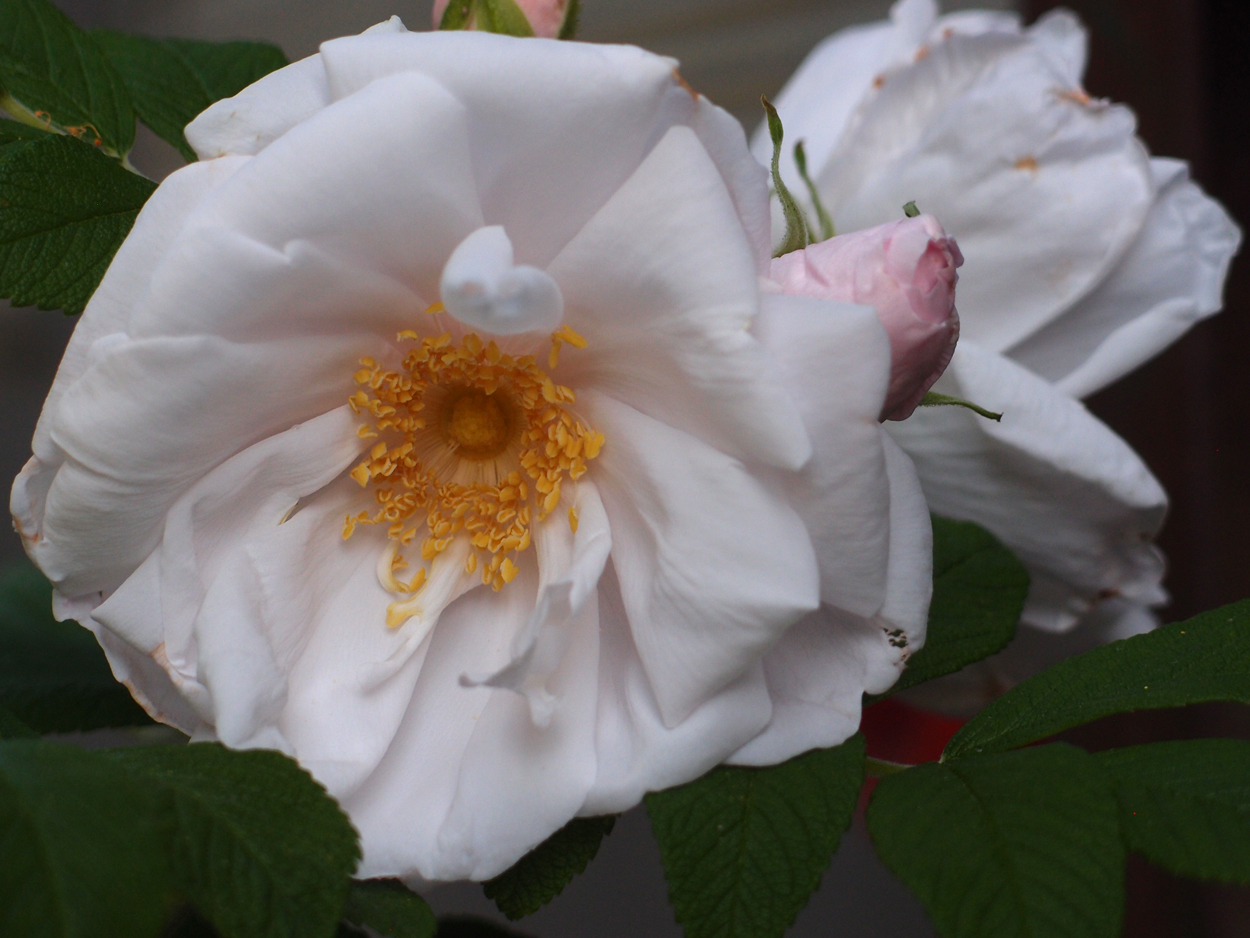 2019-06-14 wendel - der Garten